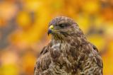 .Maeusebussard-_Buteo-buteo_-_2-von-1_-PS.jpg