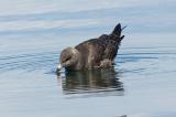 .20140906-Canon-8173-Raubmoewe-PS.jpg