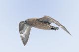 Große Raubmöwe (Skua) 100526_Skua_Stercorarius_skus_Insel_Unst_Hermanessa_Shetlands.psd-PS.jpg