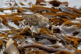 TEXT19052026_Graubruststrandlaeufer_Calidris_melanotos_Sandwick_Mainland_Shetlands-PS.jpg