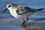 .Wasserlaeufer_Sanderling_26_Cuxhaven-PS.jpg