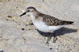 .Strandlaeufer_Zwergstrandlaeufer_44_Helgoland-PS.jpg