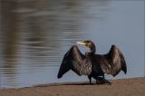 .709_5547-Kormoran.jpg