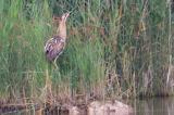 .Reiher_Rohrdommel_50_HerbslebenerTeiche-PS.jpg