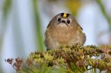 .Goldhaehnchen_Wintergoldhaehnchen_15_Helgoland-PS.jpg