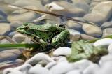 001_4178_Teichfrosch.jpg