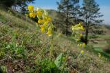 01-22-04-2019-Echte-Schluesselblume.jpg