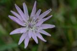 01-22-05-2019-Violette.Schwarzwurzel-Lechfeld.jpg