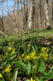 01-30-03-2019-Wald-Gelbstern.jpg