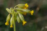 02-22-04-2019-Echte-Schluesselblume.jpg