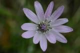 02-22-05-2019-Violette.Schwarzwurzel-Lechfeld.jpg