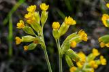 03-22-04-2019-Echte-Schluesselblume.jpg