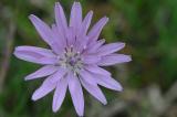 03-22-05-2019-Violette-Schwarzwurzel-Lechfeld.jpg