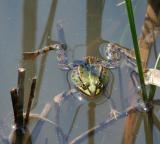 05--IMG_1935--Wasserfrosch-PS.jpg