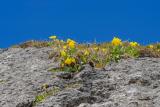 05-06-2010-01-Alpen-Aurikel-Eberh-19.jpg