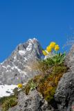 05-06-2010-02-Alpen-Aurikel-Eberh-19.jpg