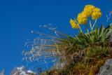 05-06-2010-03-Alpen-Aurikel-Eberh-19.jpg