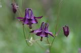 05-06-2020-4-Schwarzviolette-Akelei.jpg