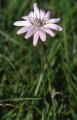 07_08_Purpur-Schwarzwurzel_File0306_1.jpg