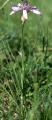 07_08_Purpur-Schwarzwurzel_File0309_1.jpg