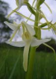 08-R-18017-Weisse-Waldhyazinthe.jpg