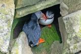 080526_Papageitaucher_Fratercula_arctica_Junvgogel_Bruthoehle_Sumburgh_-Shetlands-PS.jpg