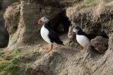 080526_Papageitaucher_Fratercula_arctica_Paar_Sumburgh__Shetlandinsel_Mainland-PS.jpg