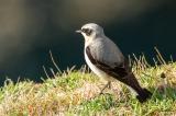 080526_Steinschmaetzer_Oenanthe_oenanthe_M_Sumburgh_-Shetlandinsel_Mainland-PS.jpg
