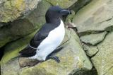 080526_Tordalk_Alca_torda_Sumburgh_Mainland_Shetlands-jpg-PS.jpg