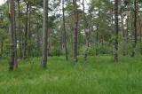 1-4-Pfeifengras-Kiefernwald-Stadtwald-Augsburg.jpg