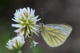 1-Bergweissling-_Pieris-bryoniae_---Kaisers--_7_-bea.jpg