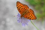 1-Feuriger-Perlmutterfalter-argynnis-adippe-Hesselb.jpg