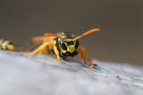 1-Gallische-Feldwespe-Polistes-dominula-startend-Lechauen-Augsburg-_3_-PS.jpg