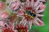 1-Grosse-Wollbiene-Anthidium-manicatum-Garten.jpg