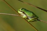 1-Junger-Laubfrosch-Hyla-arborea-PS.jpg