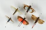 1-Sammlung-PS-num-2.jpg