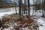 1-Schneeheide-Kiefernwald-Tiroler-Lech.jpg