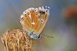 1-_1_-Lysandra-bellargus-PS.jpg