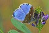 1-_2_-Lysandra-bellargus-PS.jpg