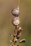 10-Gemeine-Heideschnecke-Helicella-itala-LfU-PS.jpg