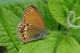 10-Wald-Wiesenvoegelchen-_Coenonympha-hero_-_4_-PS.jpg