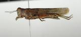 10.-Sphingonotus-caerulans--_1_-PS.jpg