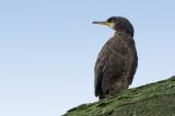 100525_Kraehenscharbe_Phalacrocorax_aristotelis_Insel_Noss_Shetlands-PS.jpg