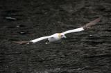 100526_Basstoelpel_Sulu_bassana_Insel_Noss_Shetlands-PS.jpg