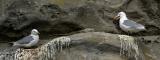 100526_Dreizehenmoewe_Rissetrida_tridactyla_Paar_Insel_Noss_Shetlands-PS.jpg