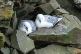 100526_Eissturmvogel_Fulmarus_glacialis_Brutpaar_Sumburgh_Mainland_shetlands-PS.jpg