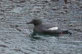 100526_Gryllteiste_Cepphus_grylle_arcticus_Insel_Yell_Shetlands-PS-2.jpg