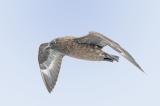 100526_Skua_Stercorarius_skus_Insel_Unst_Hermanessa_Shetlands.psd-PS-2.jpg