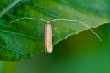 104309250Grosse_Fruehlings-LanghornmotteNematopogon_swammerdamellaAic20240524-PS.jpg