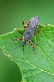 104310575Geringelte_MordwanzeRhynocoris_annulatusAic20240524-PS.jpg